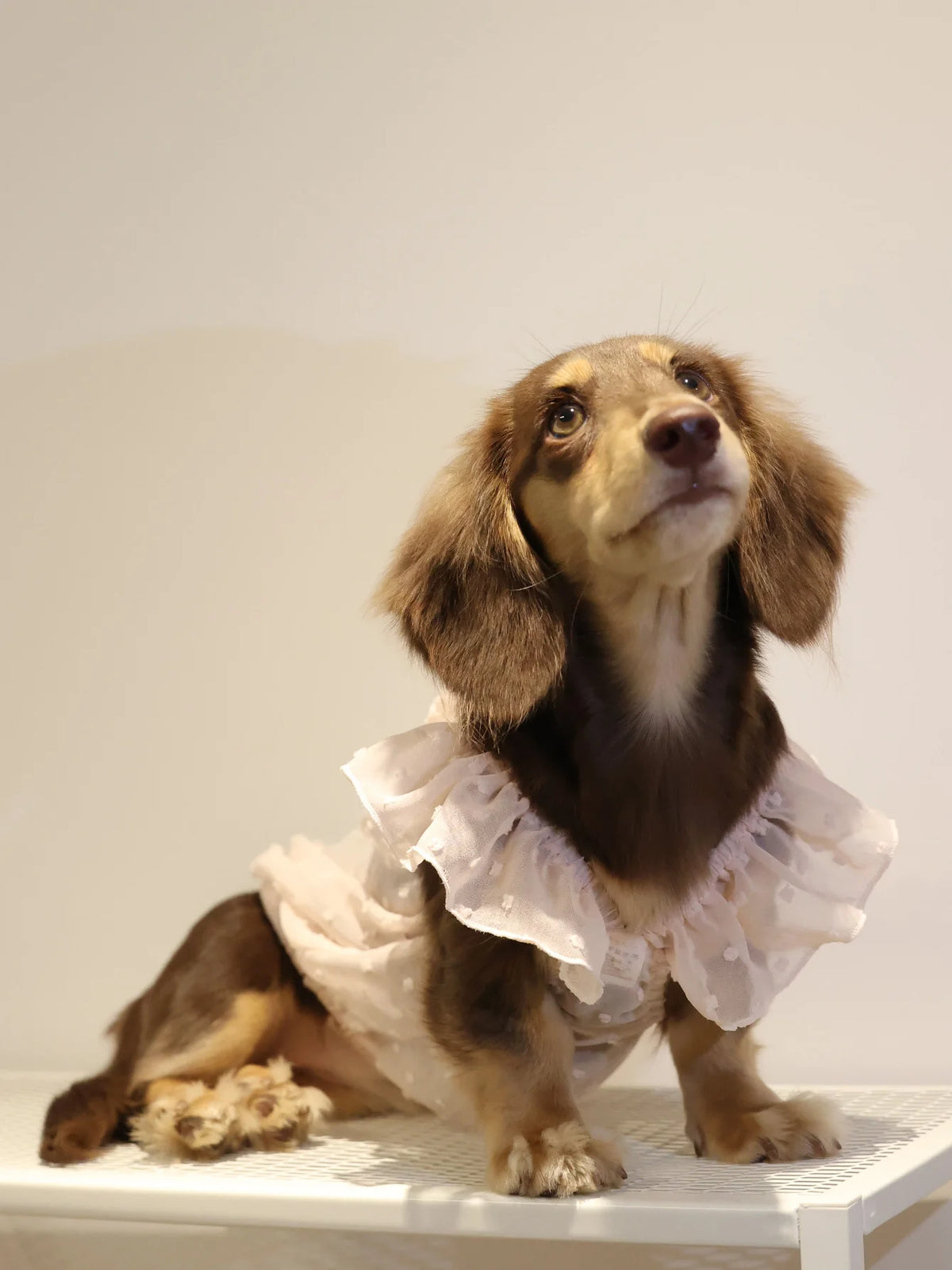 Dog Dresses for Small Dogs Cats Puppy Clothes Summer Princess Pet Dresses Girl Female Doggies Lace Skirt Apparel for Dachshund
