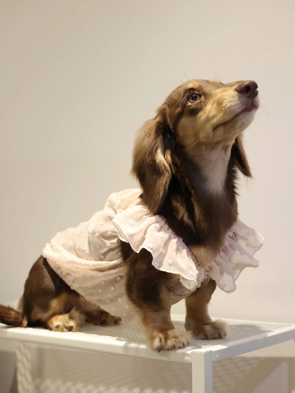Dog Dresses for Small Dogs Cats Puppy Clothes Summer Princess Pet Dresses Girl Female Doggies Lace Skirt Apparel for Dachshund