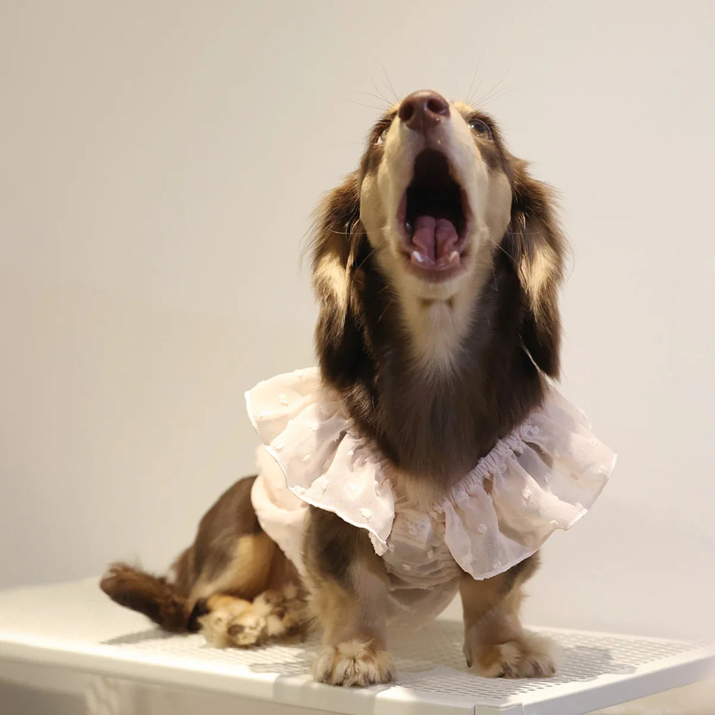 Dog Dresses for Small Dogs Cats Puppy Clothes Summer Princess Pet Dresses Girl Female Doggies Lace Skirt Apparel for Dachshund