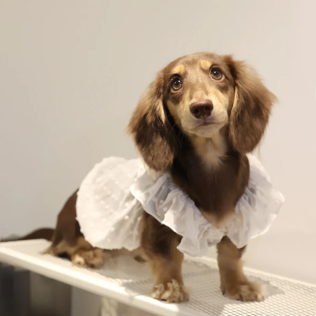 Dog Dresses for Small Dogs Cats Puppy Clothes Summer Princess Pet Dresses Girl Female Doggies Lace Skirt Apparel for Dachshund