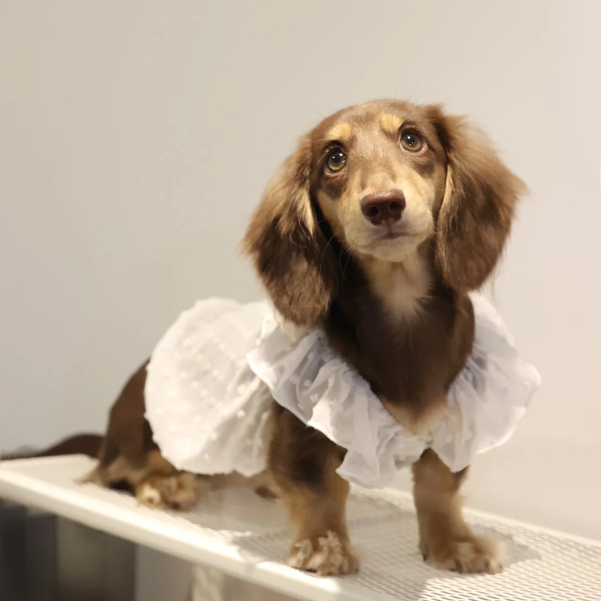 Dog Dresses for Small Dogs Cats Puppy Clothes Summer Princess Pet Dresses Girl Female Doggies Lace Skirt Apparel for Dachshund